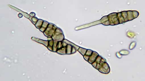 Alergia a hongos Alternaria Malaga