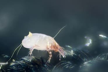Alergia Acaros del Polvo Doméstico Dermatophagoides Pteronyssinus