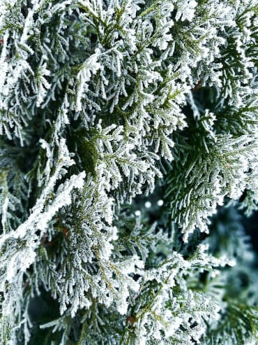 Alergia al polen Invierno Alergologo Malaga