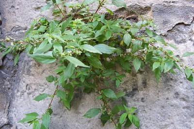 Planta de parietaria en pared