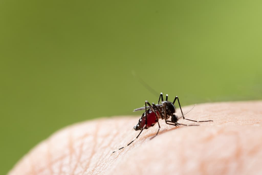 mosquito anafilaxia